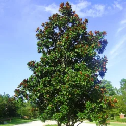 Southern Magnolia "DD Blanchard"