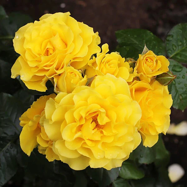 Sparkle & Shine™ Miniature Rose Tree - Image 2