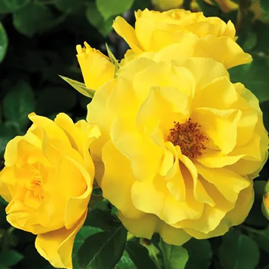 Sparkle & Shine™ Miniature Rose Tree - Image 3