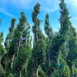 Spiral Leyland Cypress