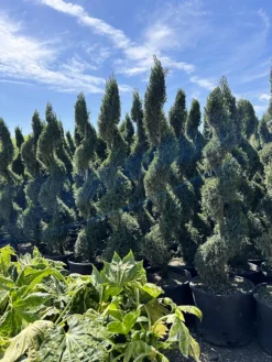 Spiralis Spartan Juniper