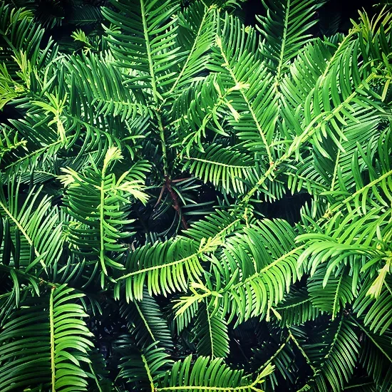 Spreading Japanese Plum Yew - Image 2