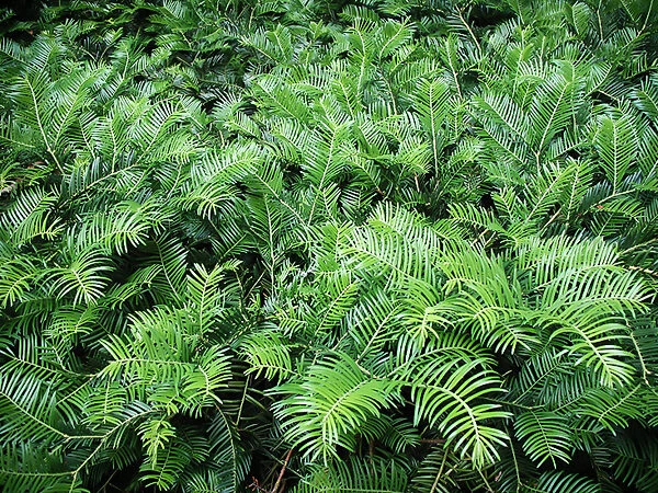 Spreading Japanese Plum Yew