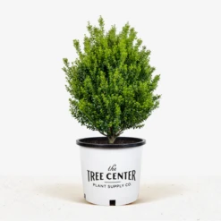 Steeds Upright Japanese Holly