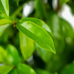 Stellar Ruby Magnolia