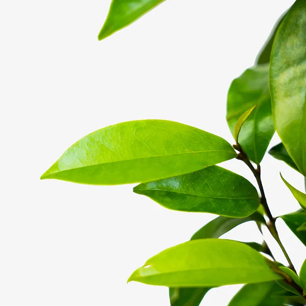 Stellar Ruby Magnolia - Image 4