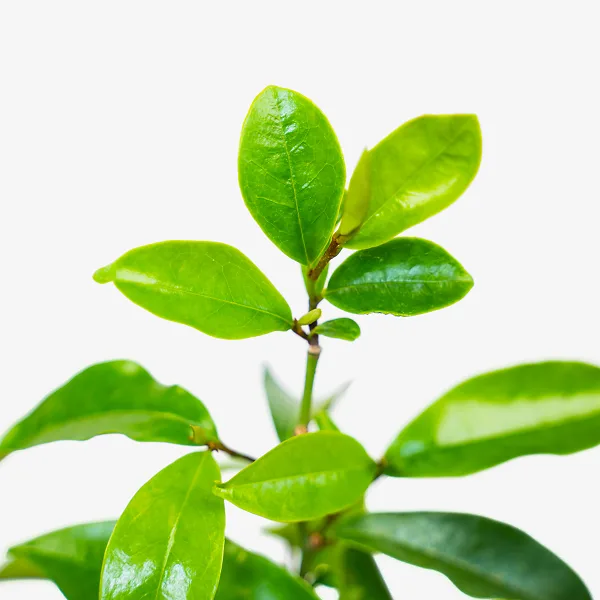 Stellar Ruby Magnolia - Image 5