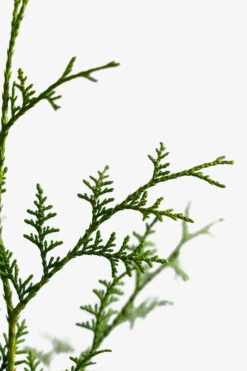 Sugar And Spice Arborvitae