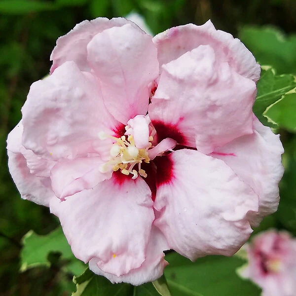 Sugar Tip® Rose Of Sharon - Image 4