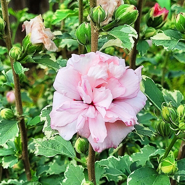 Sugar Tip® Rose Of Sharon - Image 5