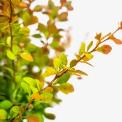 Sunjoy® Tangelo Barberry