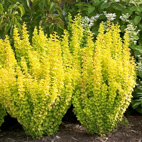 Sunjoy Gold Pillar® Barberry - Image 2