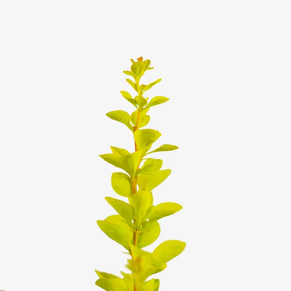 Sunjoy Gold Pillar® Barberry - Image 3