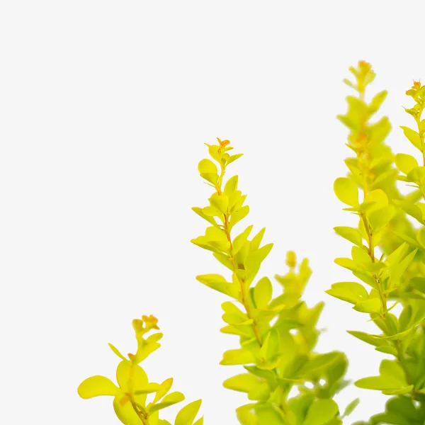 Sunjoy Gold Pillar® Barberry - Image 4