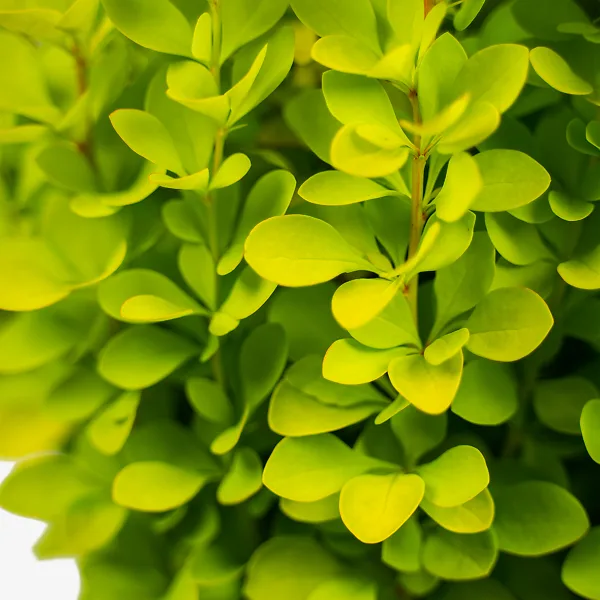 Sunjoy Gold Pillar® Barberry