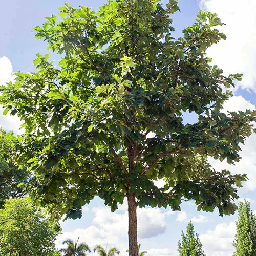 Swamp White Oak - Image 3