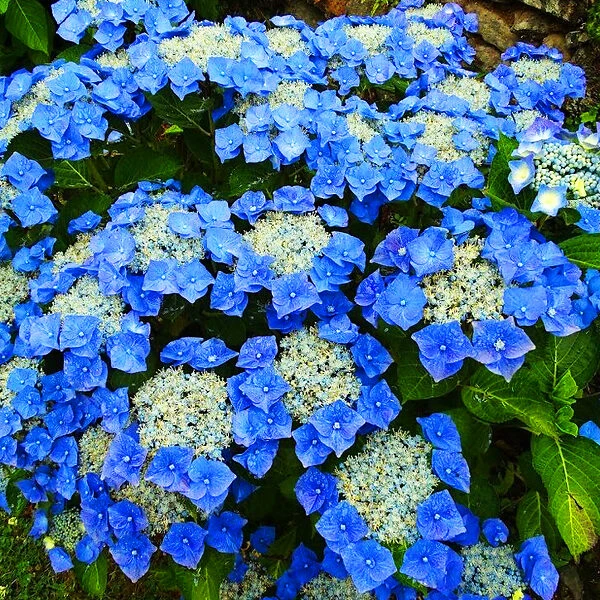 Teller Blue Hydrangea - Image 3