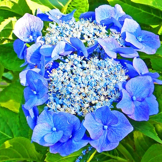 Teller Blue Hydrangea