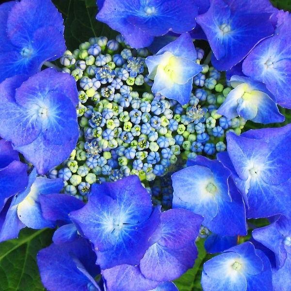 Teller Blue Hydrangea - Image 2