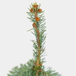 The Blues Weeping Colorado Spruce