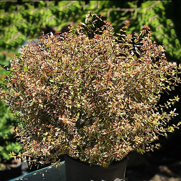 Twist Of Orange Abelia - Image 3