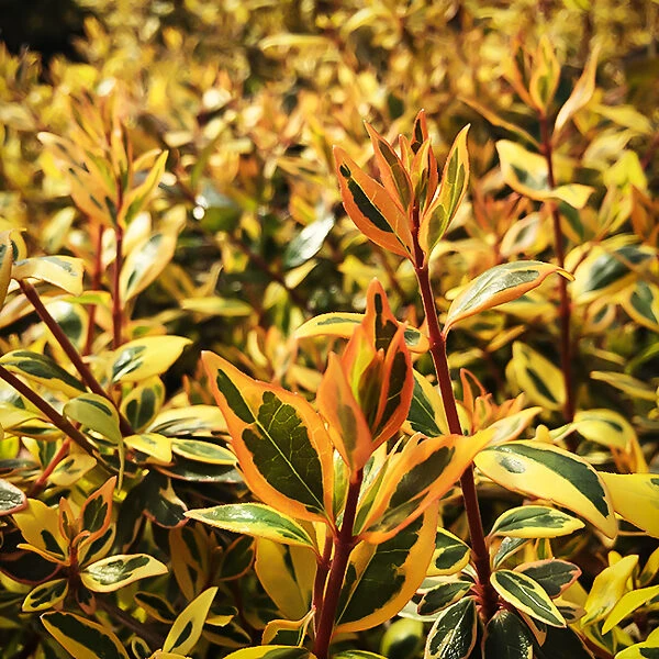 Twist Of Orange Abelia