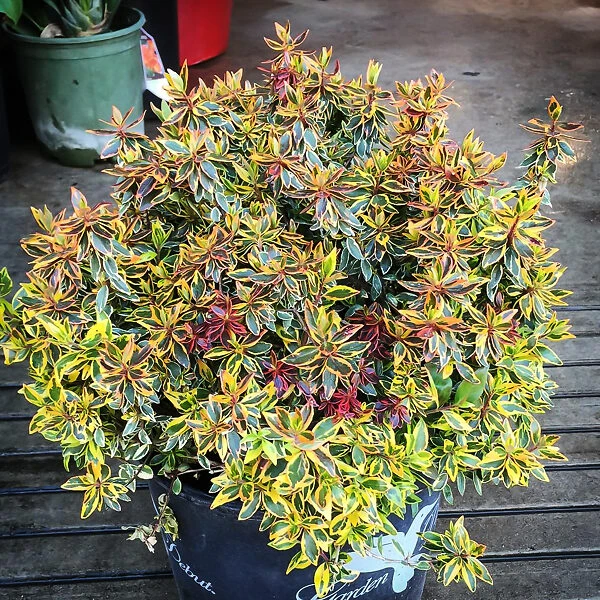 Twist Of Orange Abelia - Image 2