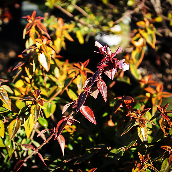 Twist Of Orange Abelia - Image 4