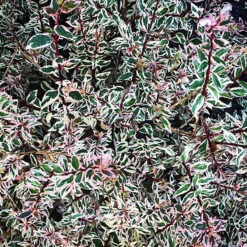 Twist Of Vanilla Abelia