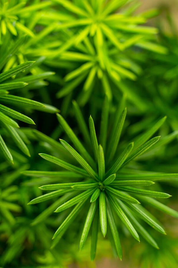 Upright Japanese Plum Yew - Image 5