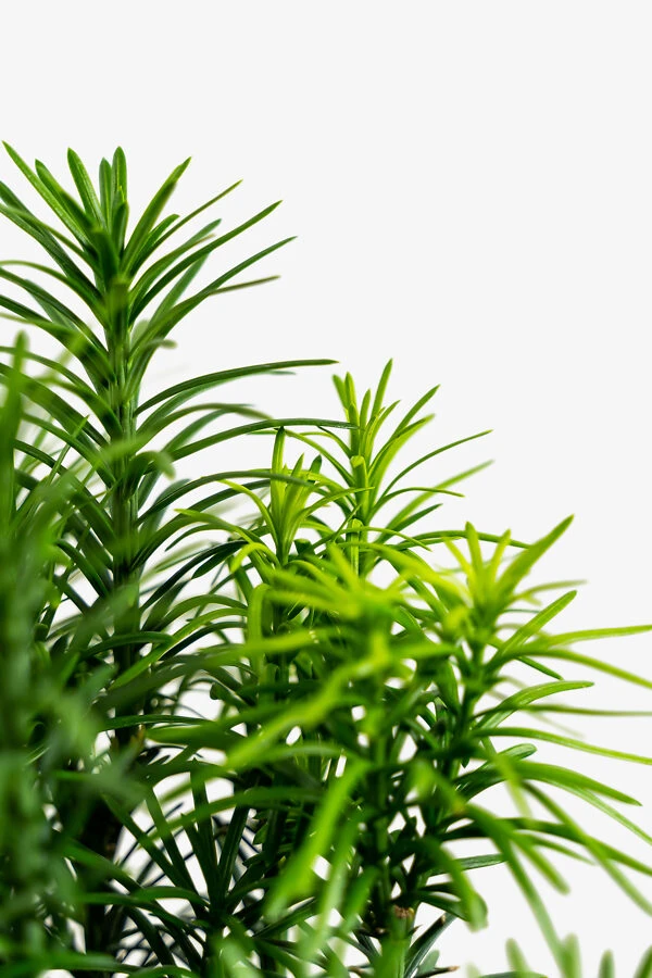 Upright Japanese Plum Yew