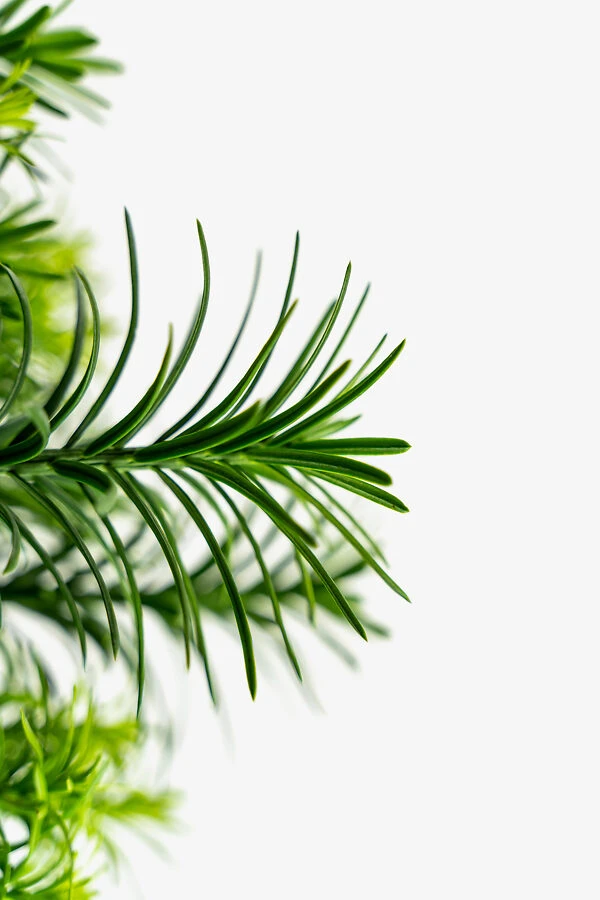 Upright Japanese Plum Yew - Image 3