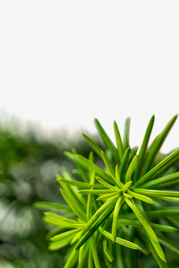 Upright Japanese Plum Yew - Image 4