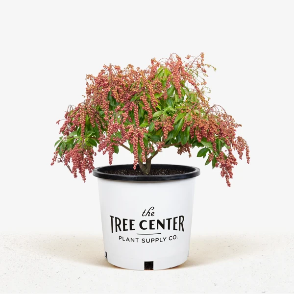 Valley Valentine Pieris - Image 3