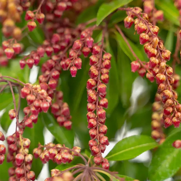 Valley Valentine Pieris - Image 5