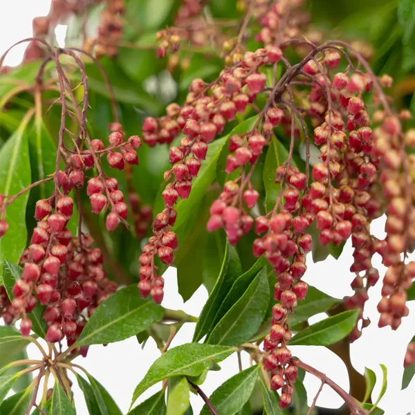 Valley Valentine Pieris - Image 4
