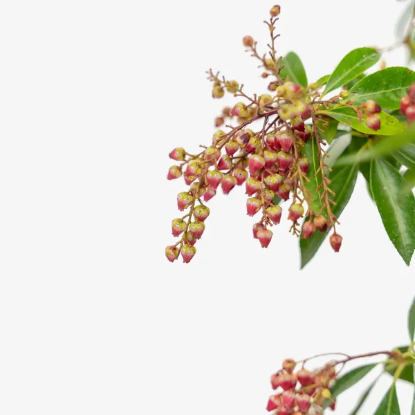 Valley Valentine Pieris - Image 2