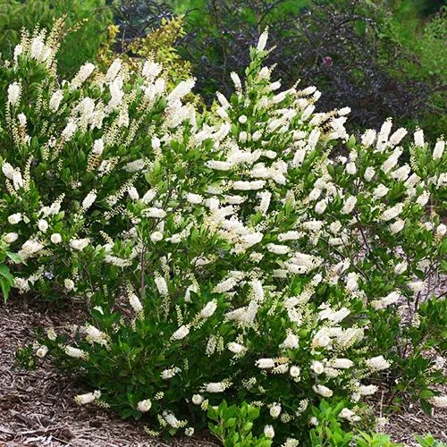 Vanilla Treat™ Butterfly Bush - Image 3