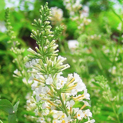 Vanilla Treat™ Butterfly Bush