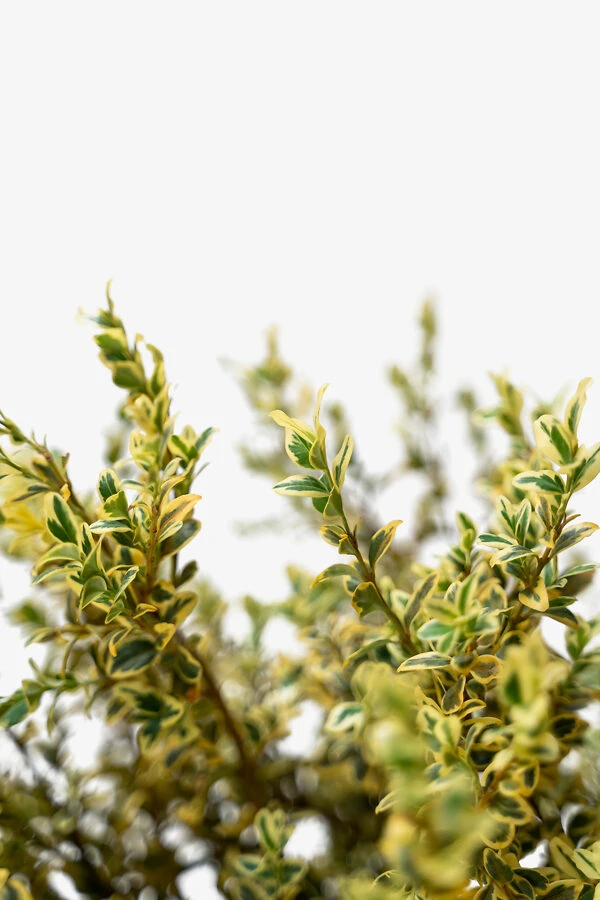 Variegated Boxwood - Image 2