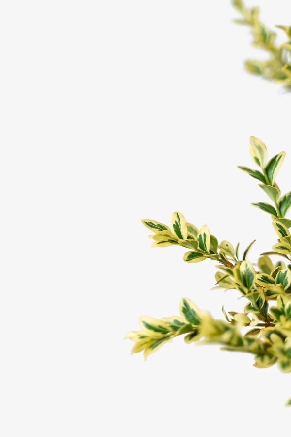 Variegated Boxwood - Image 3