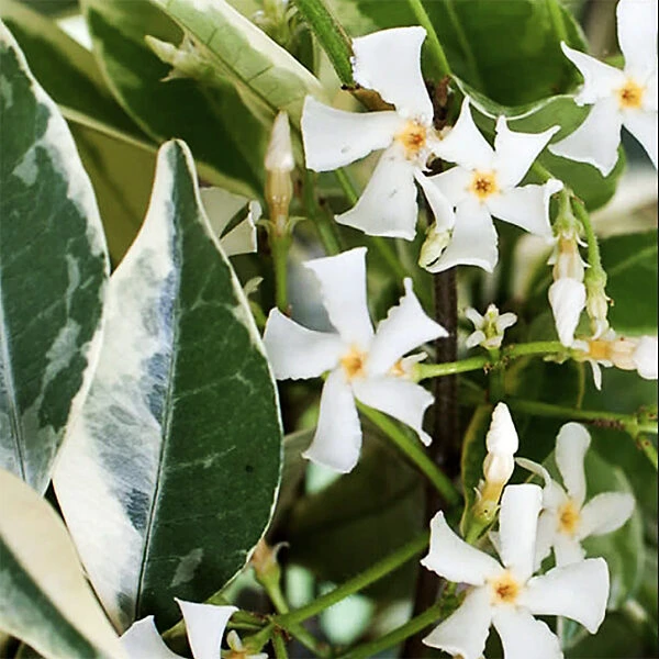 Variegated Southern Jasmine - Image 4