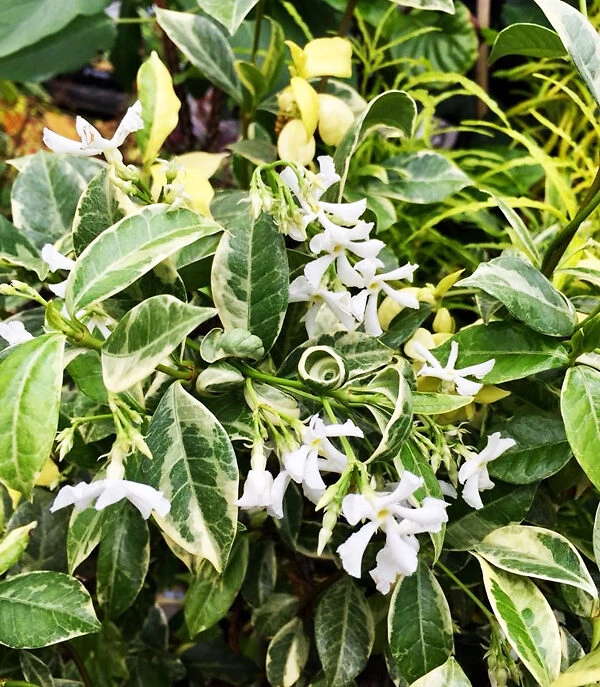 Variegated Southern Jasmine - Image 2