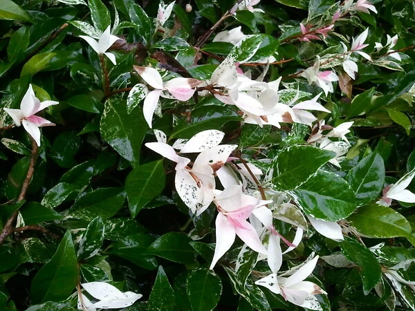 Variegated Southern Jasmine - Image 3