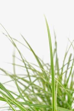 Variegated Japanese Silver Grass