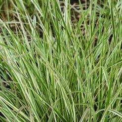 Variegated Reed Grass
