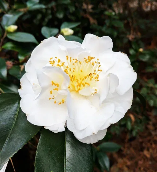 Victory White Camellia - Image 2