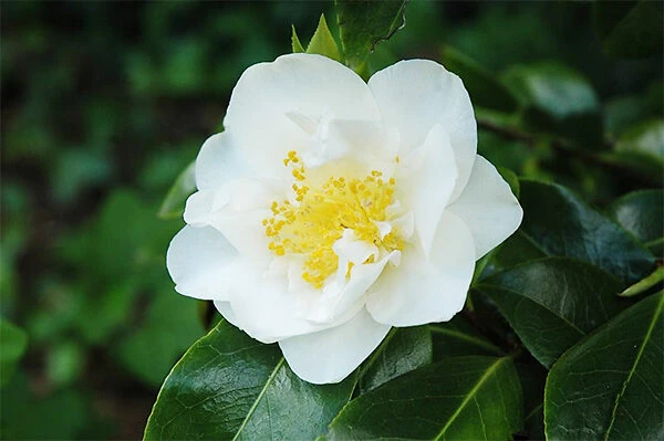 Victory White Camellia
