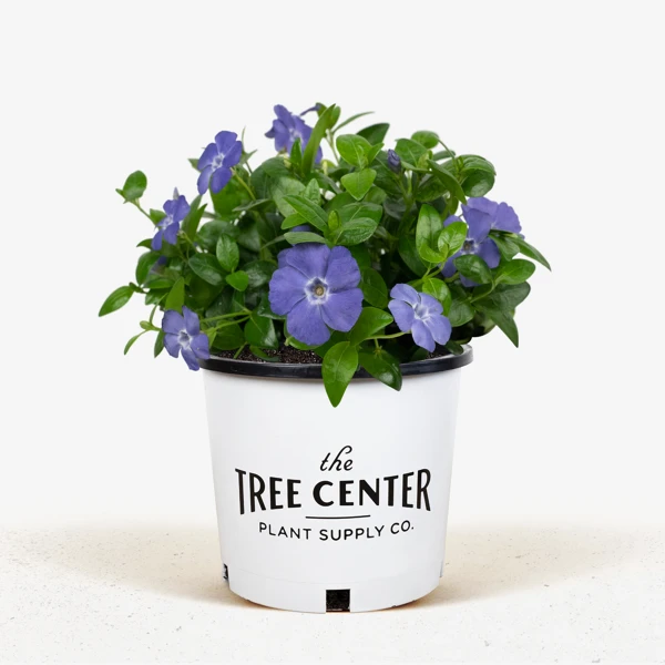 Vinca Minor Bowles Periwinkle - Image 2