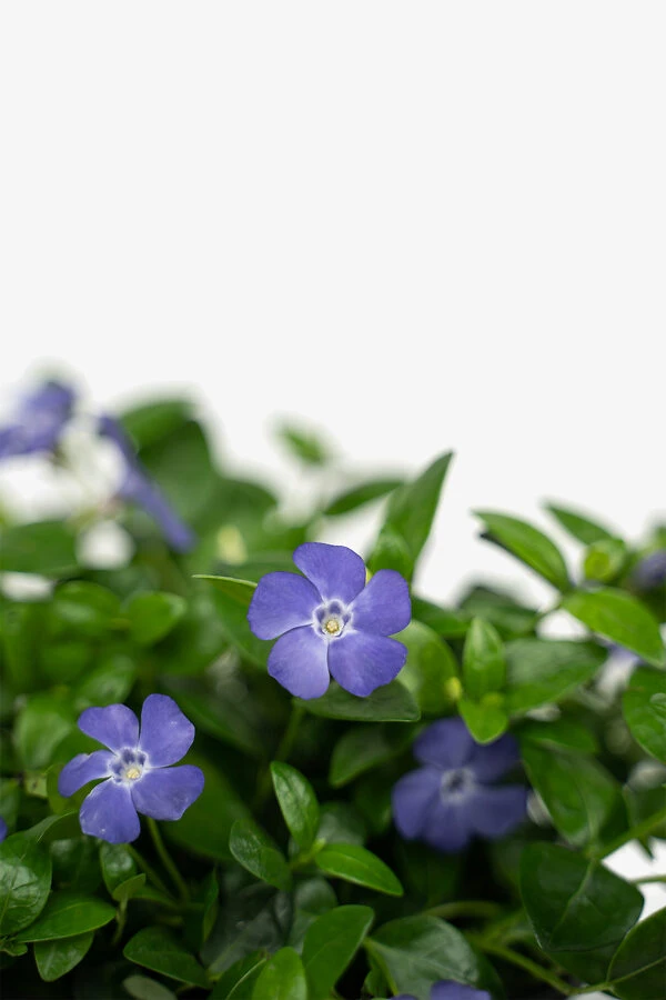 Vinca Minor Bowles Periwinkle - Image 4